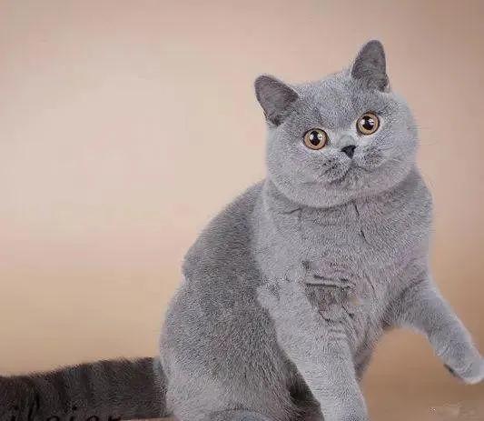 新手养猫品种推荐,seventeen养猫品种