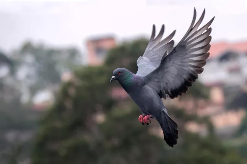 素食宠物食品,素食宠物零食有哪些品种