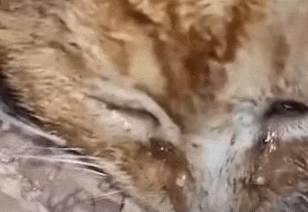 猫咪吃饭眼泪汪汪,猫咪吃饭流眼泪是为什么