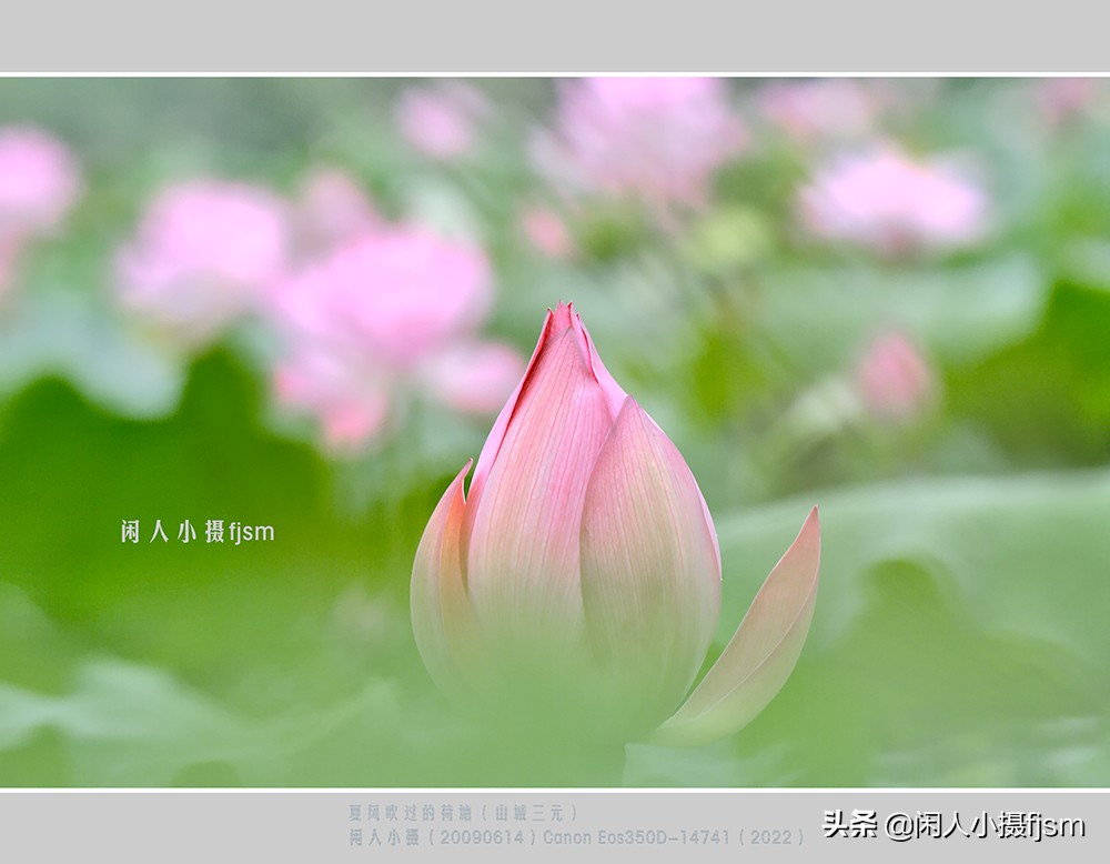 把荷花拍高级的摄影技巧,摄影荷花的拍摄技巧