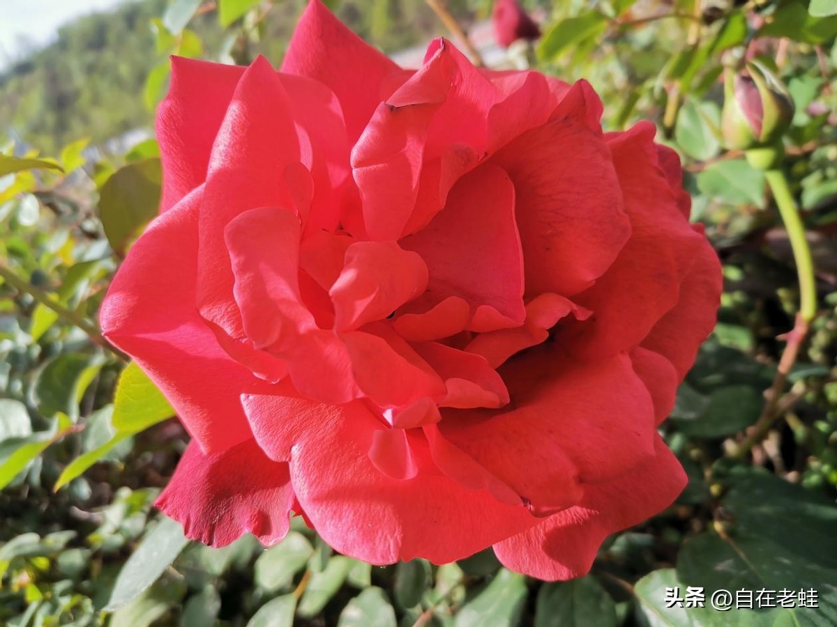 精进日课经典语录,每天日课的经典语录