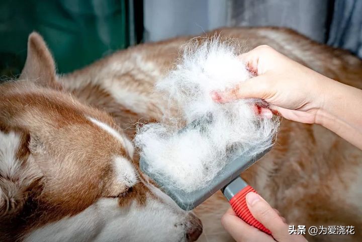 新手养宠物要注意些什么,饲养宠物的好处和坏处