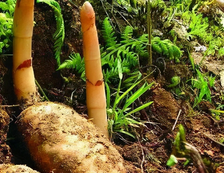 每天学习一味中药僵蚕,每日讲解一味中药天麻