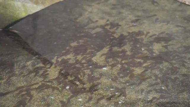 养殖石蛙深山老林,龙泉石蛙野生