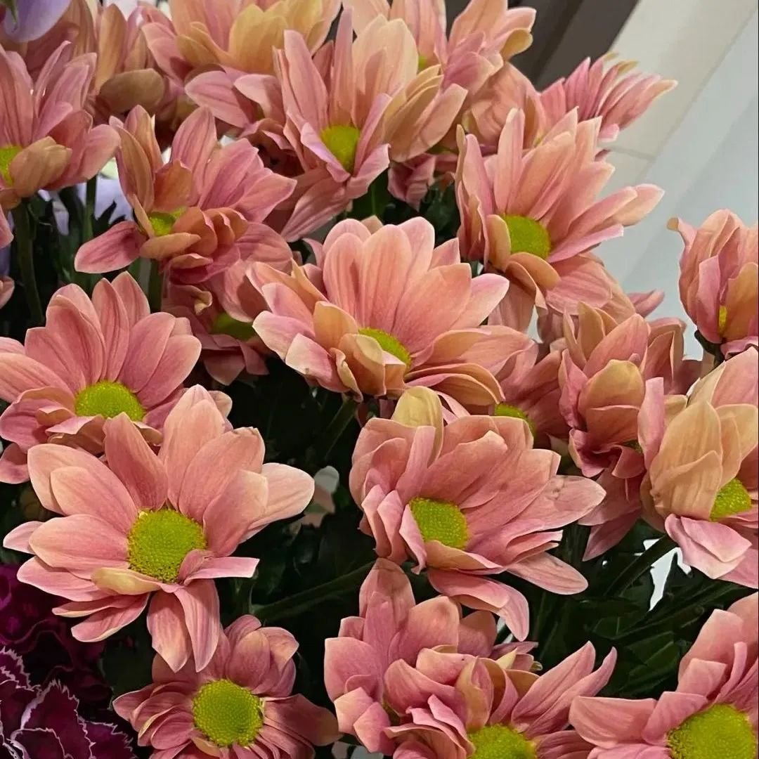 鲜花在水里能养几天会死,新加坡盆栽花卉怎么养