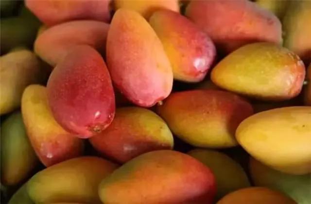 贵妃芒汶阳催熟,贵妃芒怎么判断是熟的