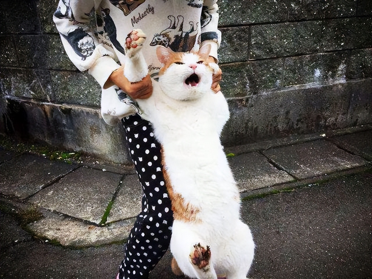 养猫最痛苦的三个方法,哪些养猫的方法其实让猫很难受