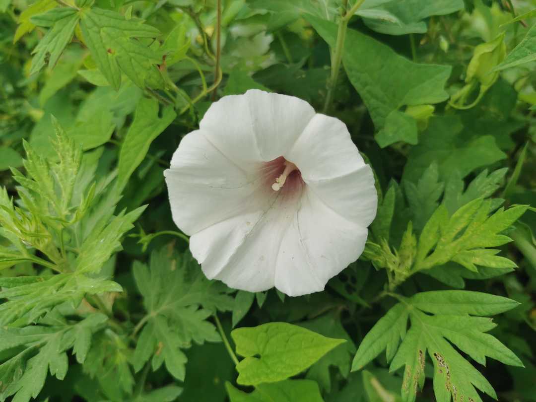 十一月份考驾照哪天日子好,拿驾照选什么日子好