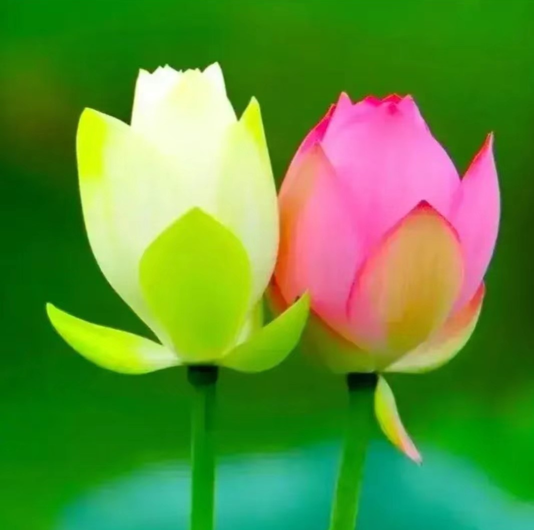 鹧鸪天词400首,鹧鸪天进阶