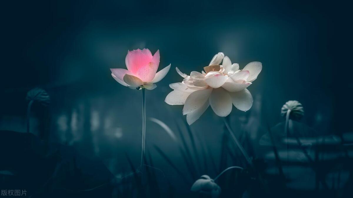 吃货美食家合集,品尝零食美食家