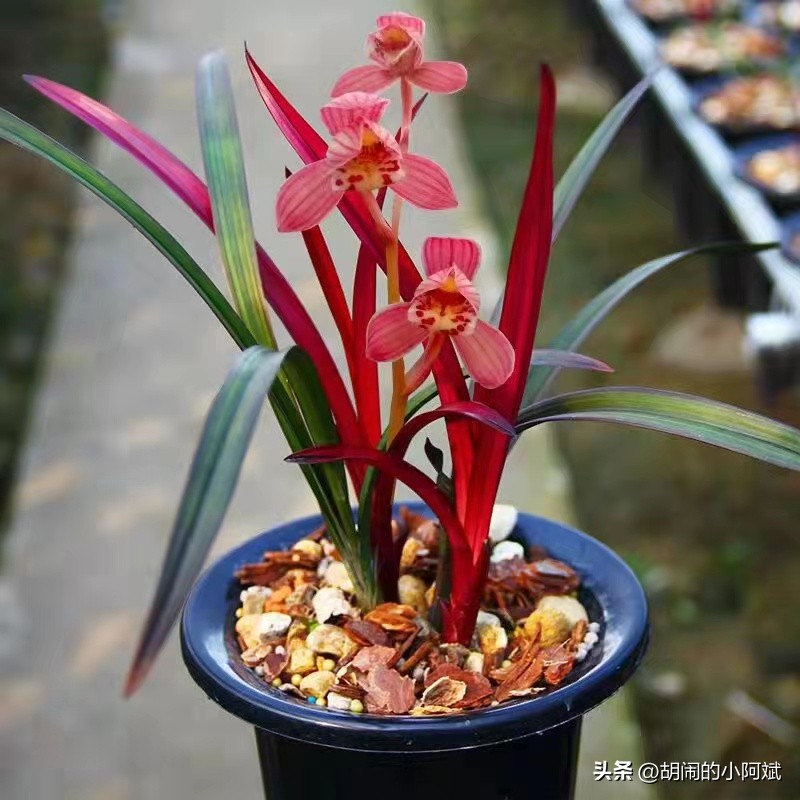 捡漏了一棵“网红”兰花，以草型论价格，开品论辈分，感觉赚大了
