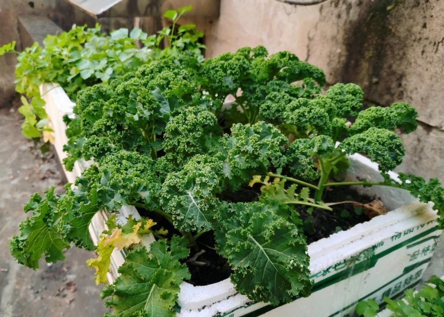 绿色的泡沫箱种菜吃了会不会致癌,泡沫箱种菜致癌吗