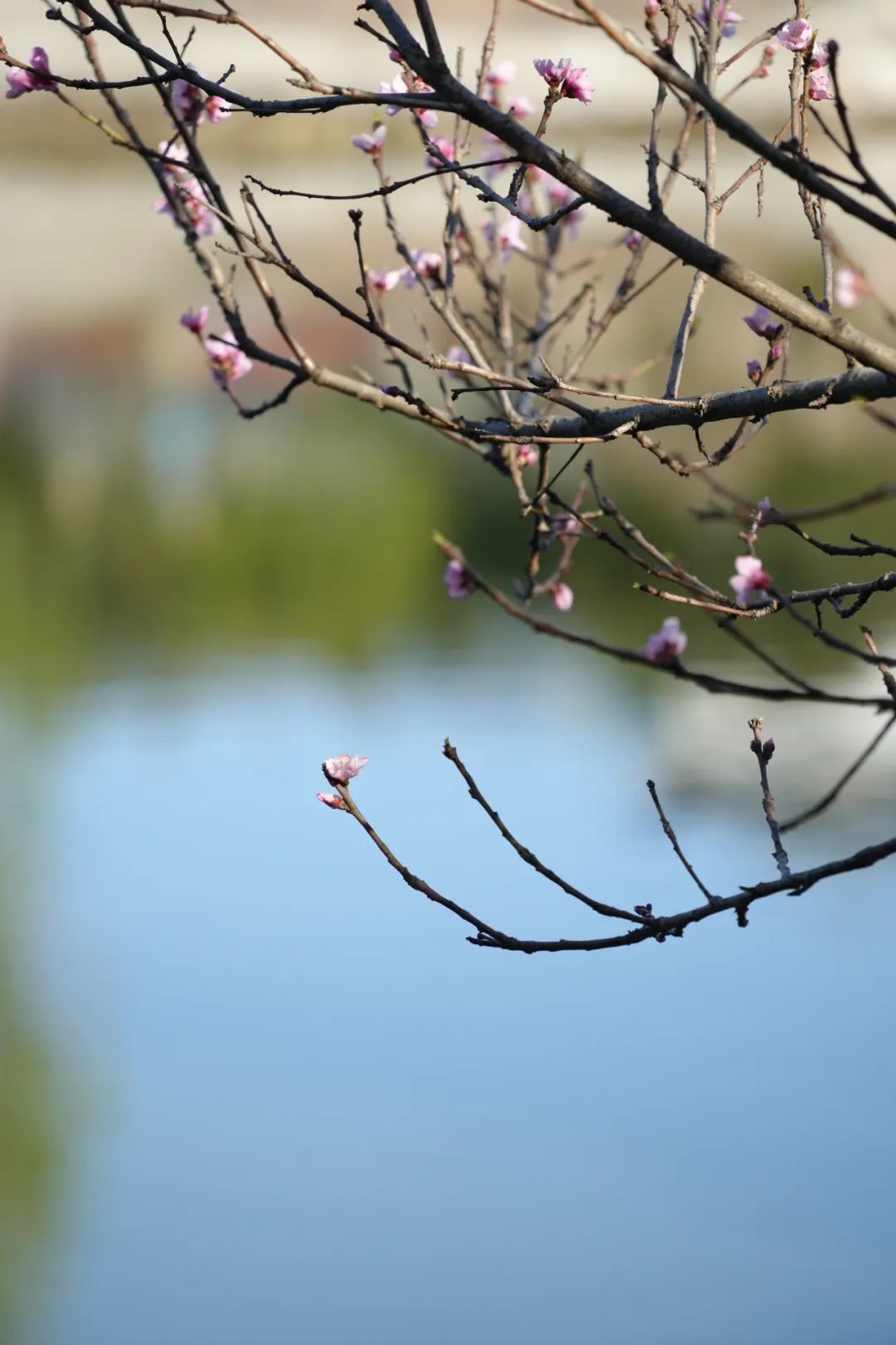 成都市区现实版桃花源记在哪里,成都公交可达的古镇