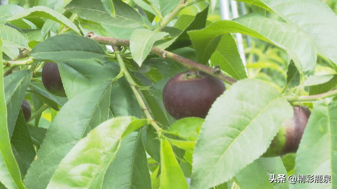 金果助力乡村发展,金果果致富经视频