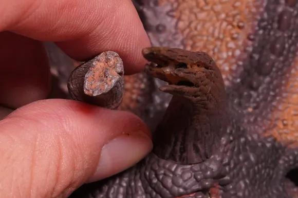 恐龙模型测评t-toy双脊龙jp版,安利亚恐龙模型镰刀龙