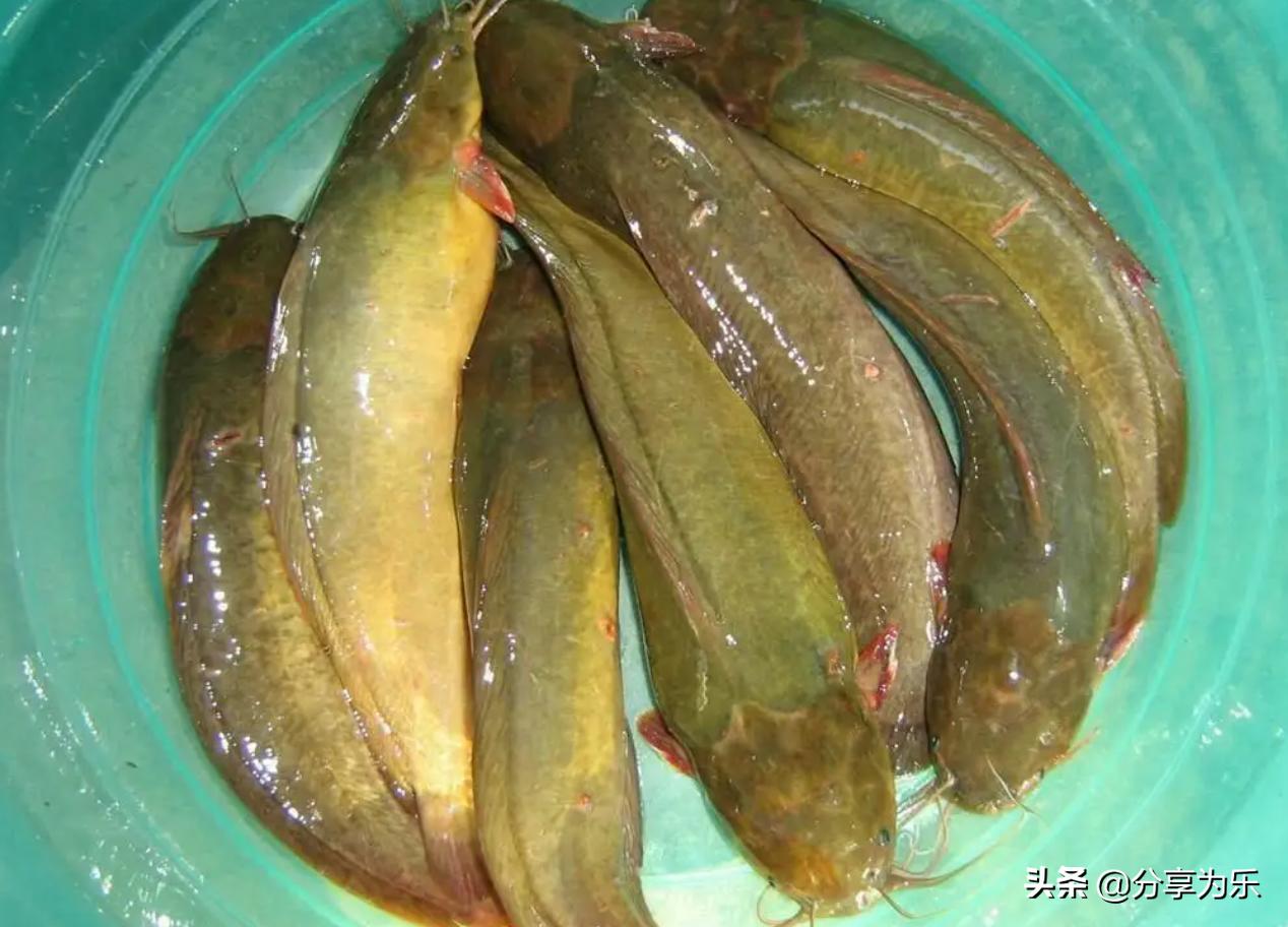 怎么钓塘鲺鱼最好,鱼塘塘鲺鱼钓饵