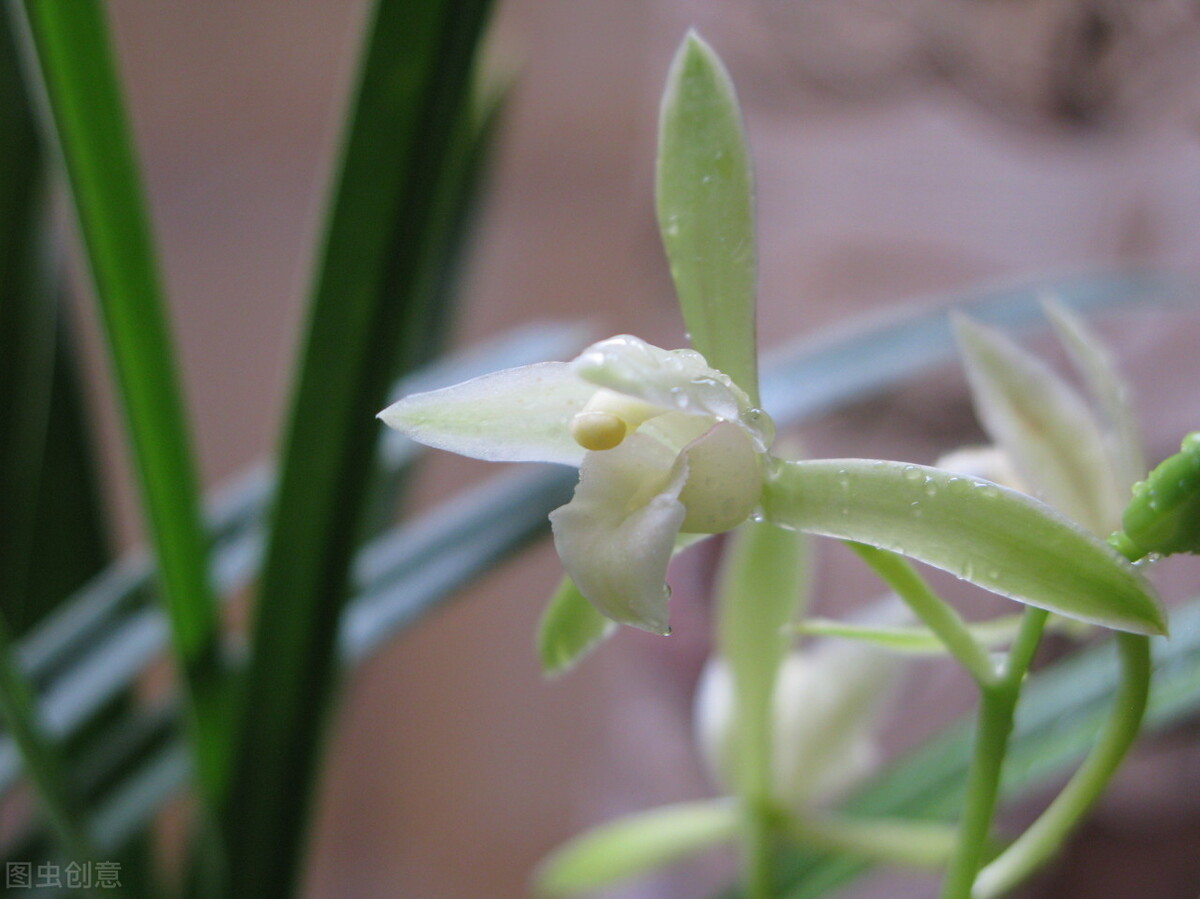 农历十二月中各月的代表花,十二个时辰对应的花