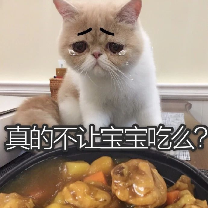 养猫不能不知道的这几件事,养猫最经常遇到的16个问题详解