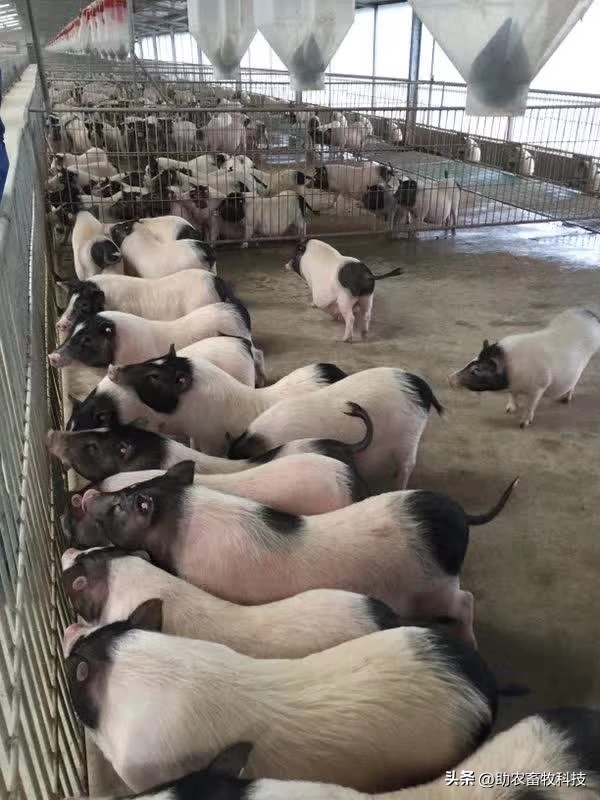 乳酸菌在猪饲料中作用,乳酸菌对肠道有什么功效