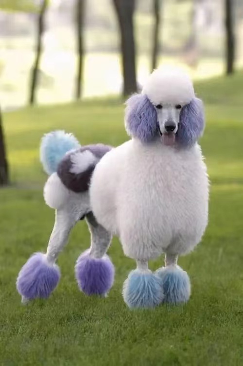 萨摩十大聪明犬排名,十大聪明犬排名蝴蝶犬