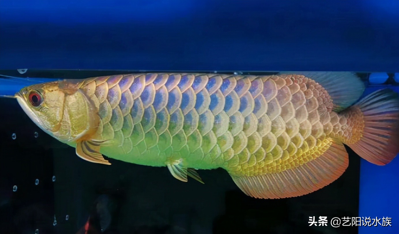 金龙鱼品质排行榜,如何判断小金龙鱼品质好坏