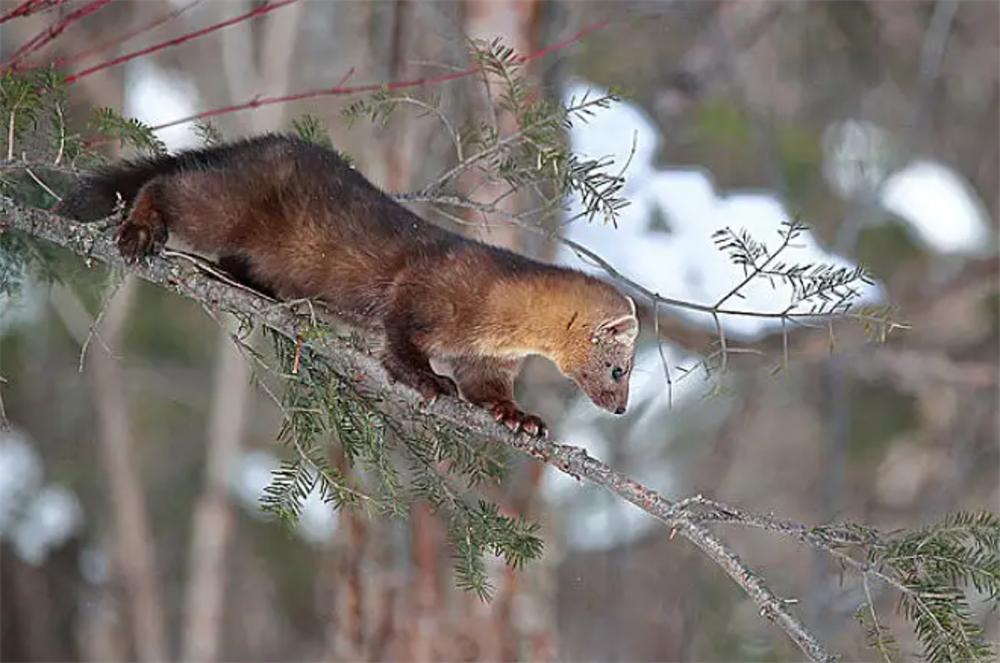 长白山发现宝物紫貂,长白山偶遇紫貂