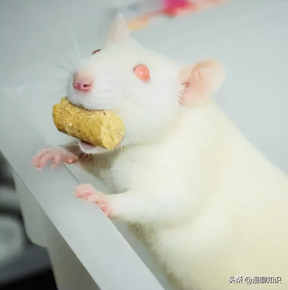 Sprague-Dawley大鼠是什么？关于它胃肠道微生物区系的研究