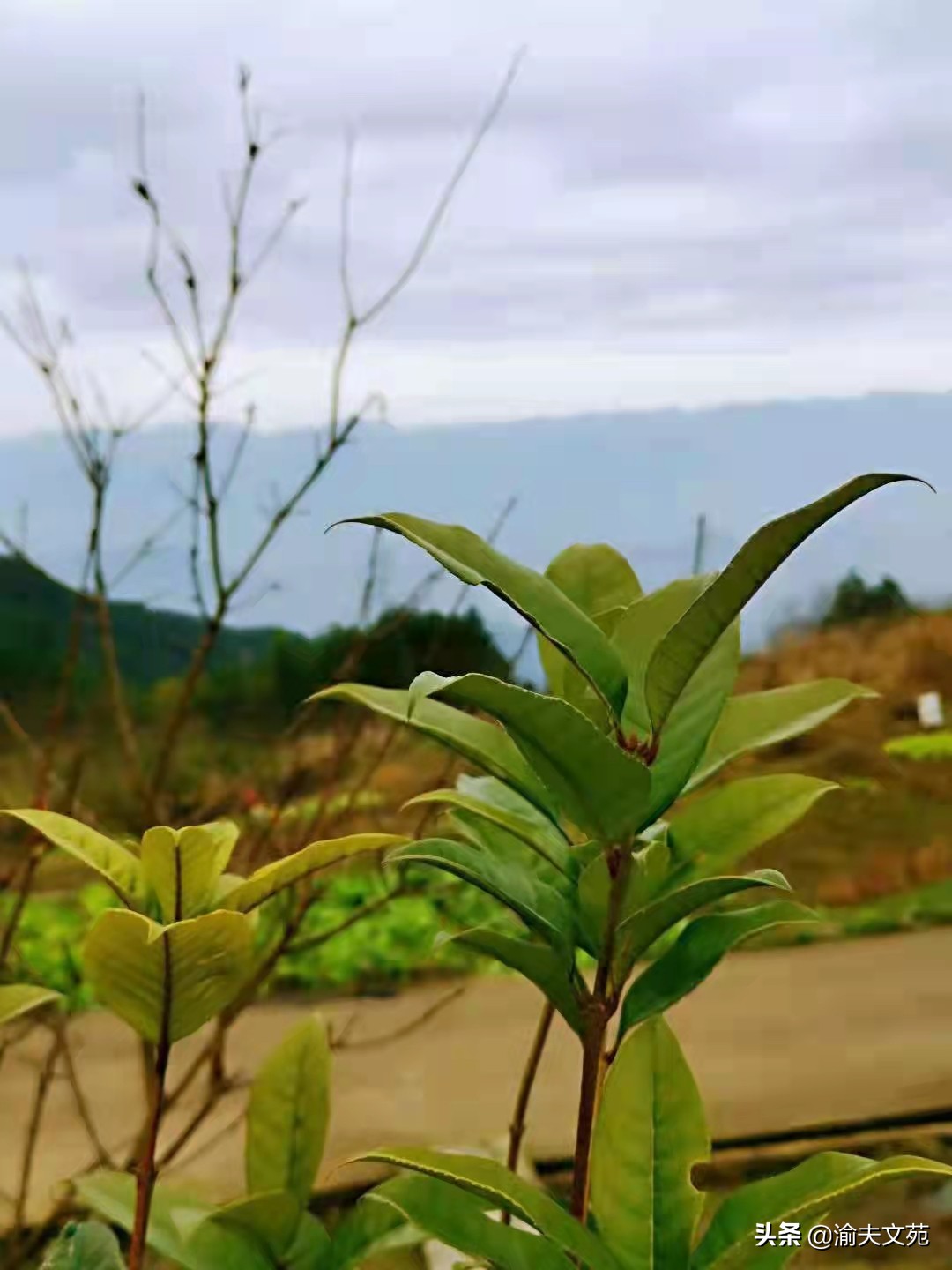 六星散,六星分离测评