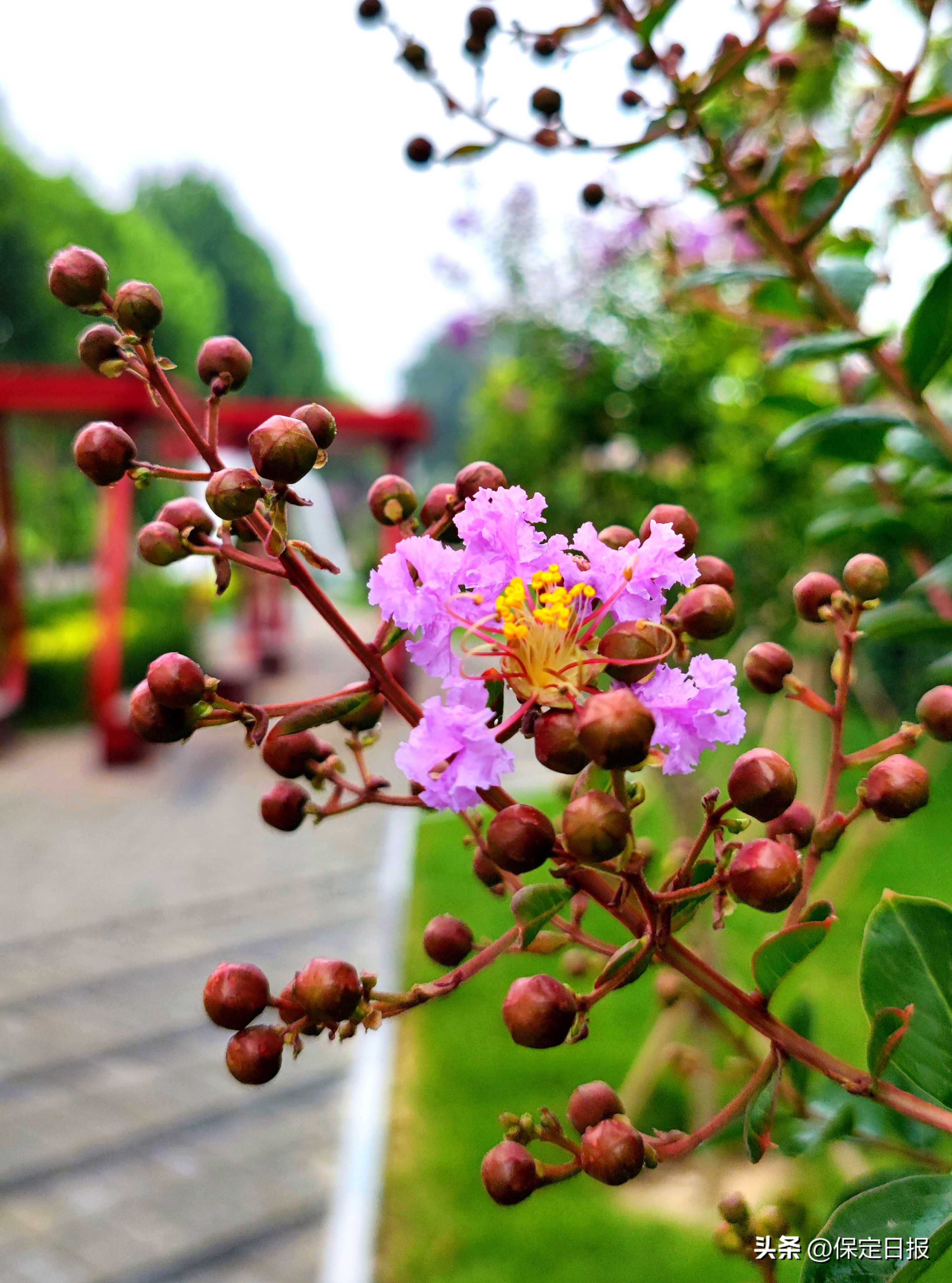 保定生态园林城市,坚持生态优先聚力发展绿色农业