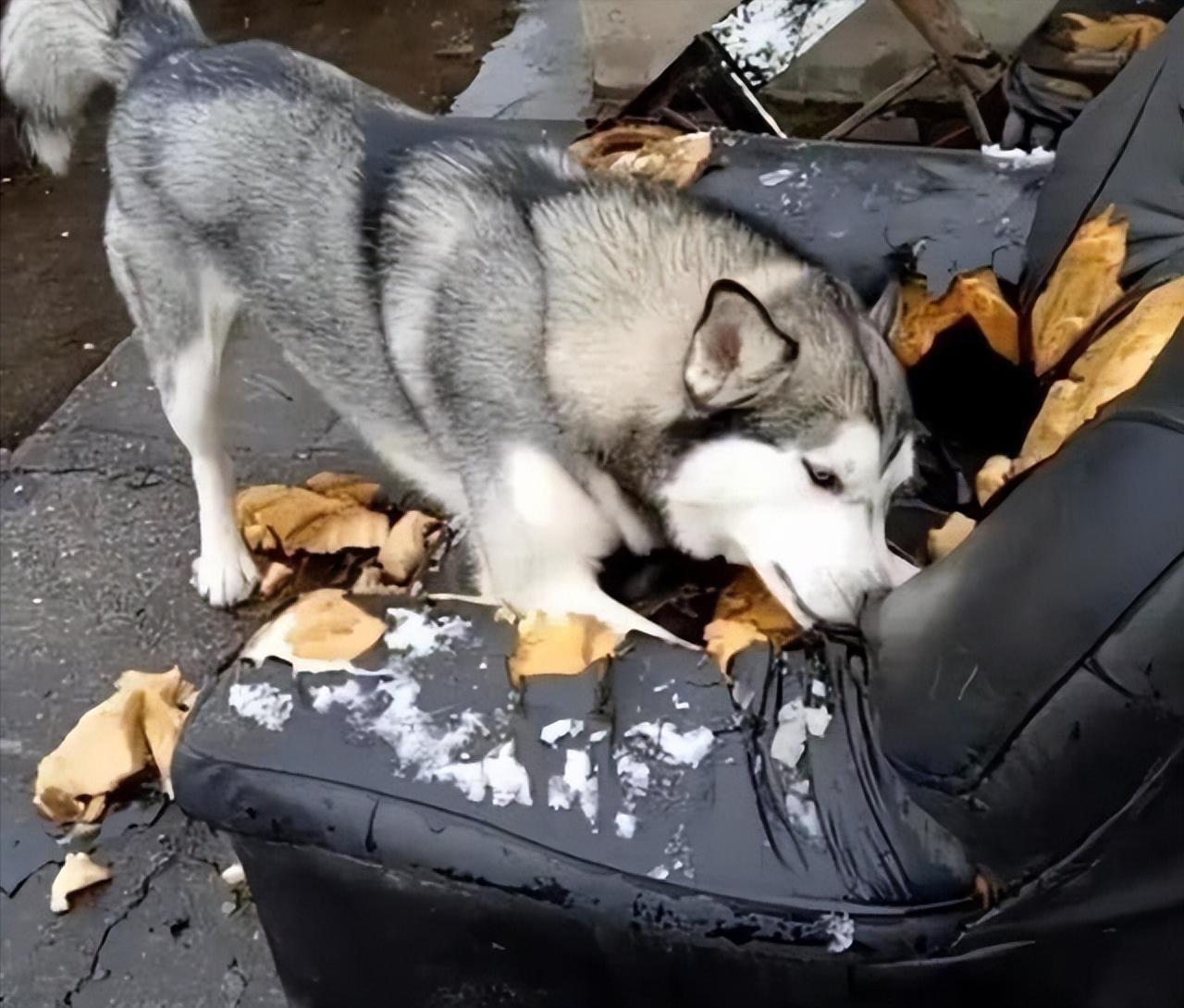 萨摩耶犬和哈士奇犬哪个狗狗更好,萨摩耶犬和哈士奇哪个比较好养
