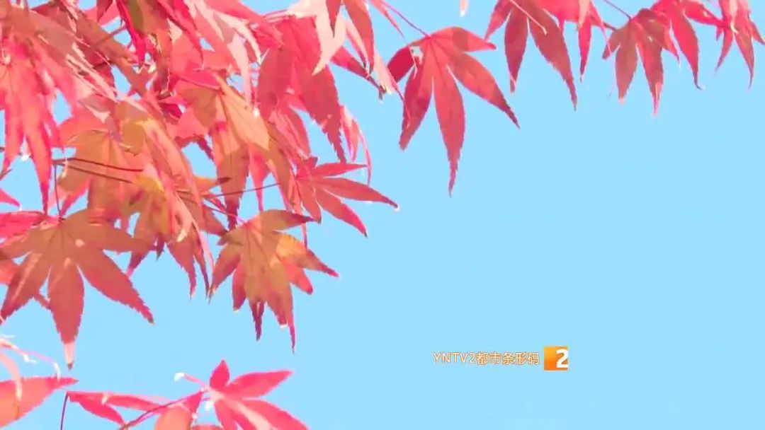 秋天的云南哪里漂亮又美丽,有一种美叫云南的秋天美景