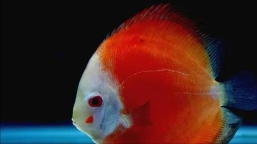 七彩神仙鱼繁殖期间可以喂食吗,七彩神仙鱼繁殖卵需要下什么药