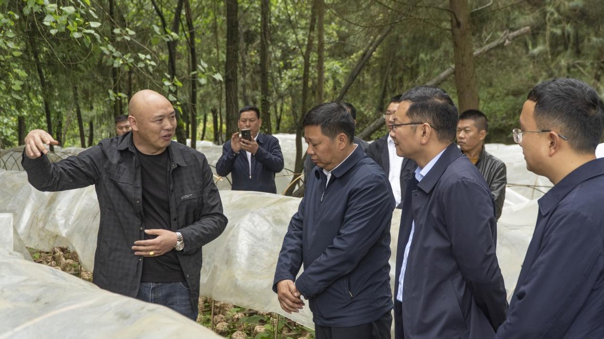 凤冈马桑菌新鲜,林下养菌致富新路