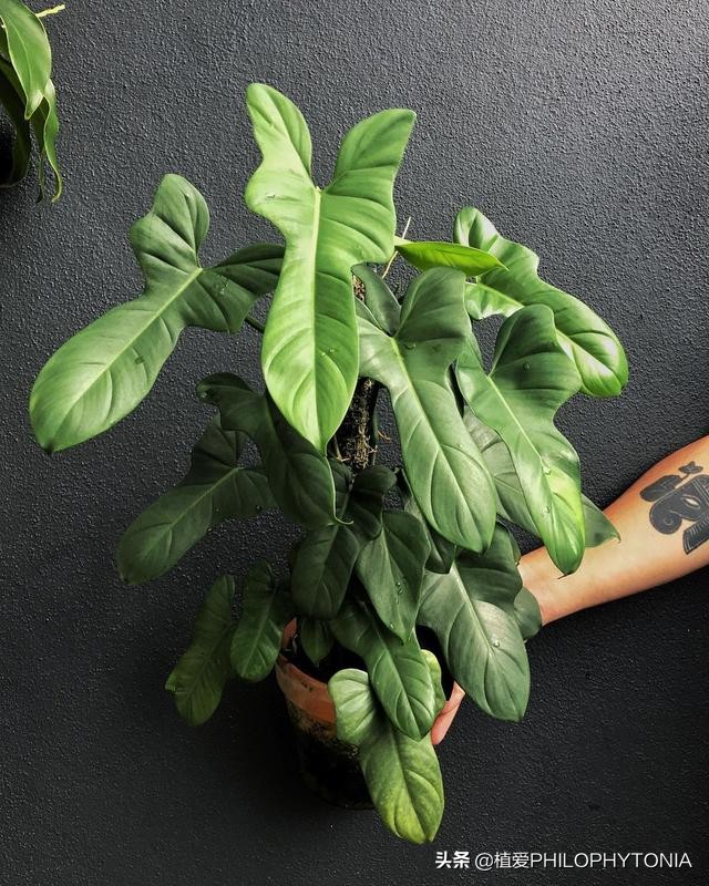 室内大叶片的植物有哪些,有颜色的植物适合室内养殖