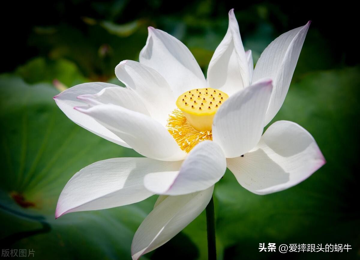 十二花神图谱完整版,工笔画十二花神欣赏