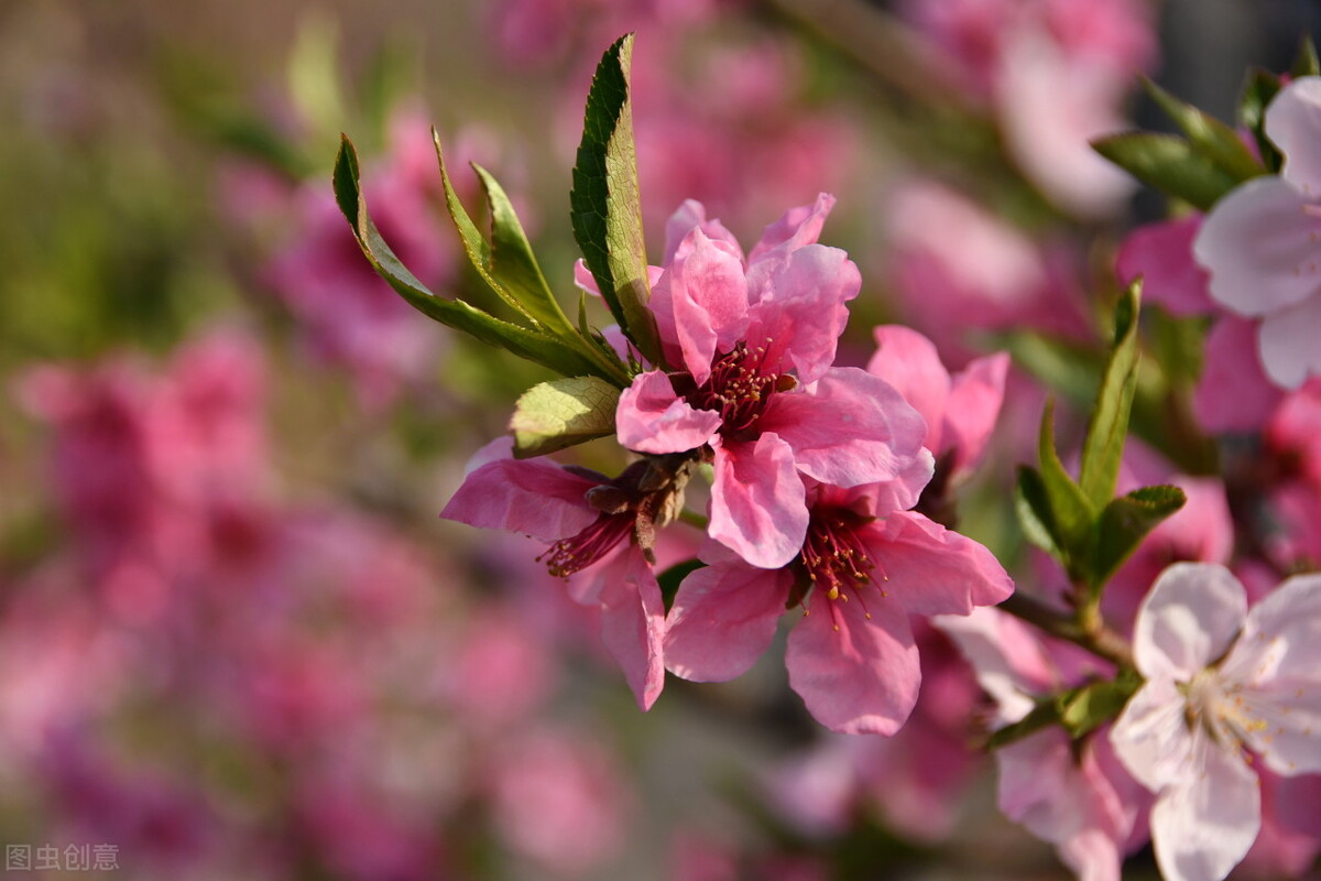 男人的手青筋图片,男人的手秀气说明什么