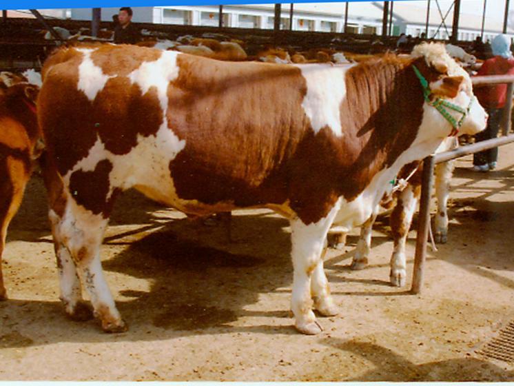 如何通过采食时间看牛有没有吃饱,养牛吃草多久能吃饱