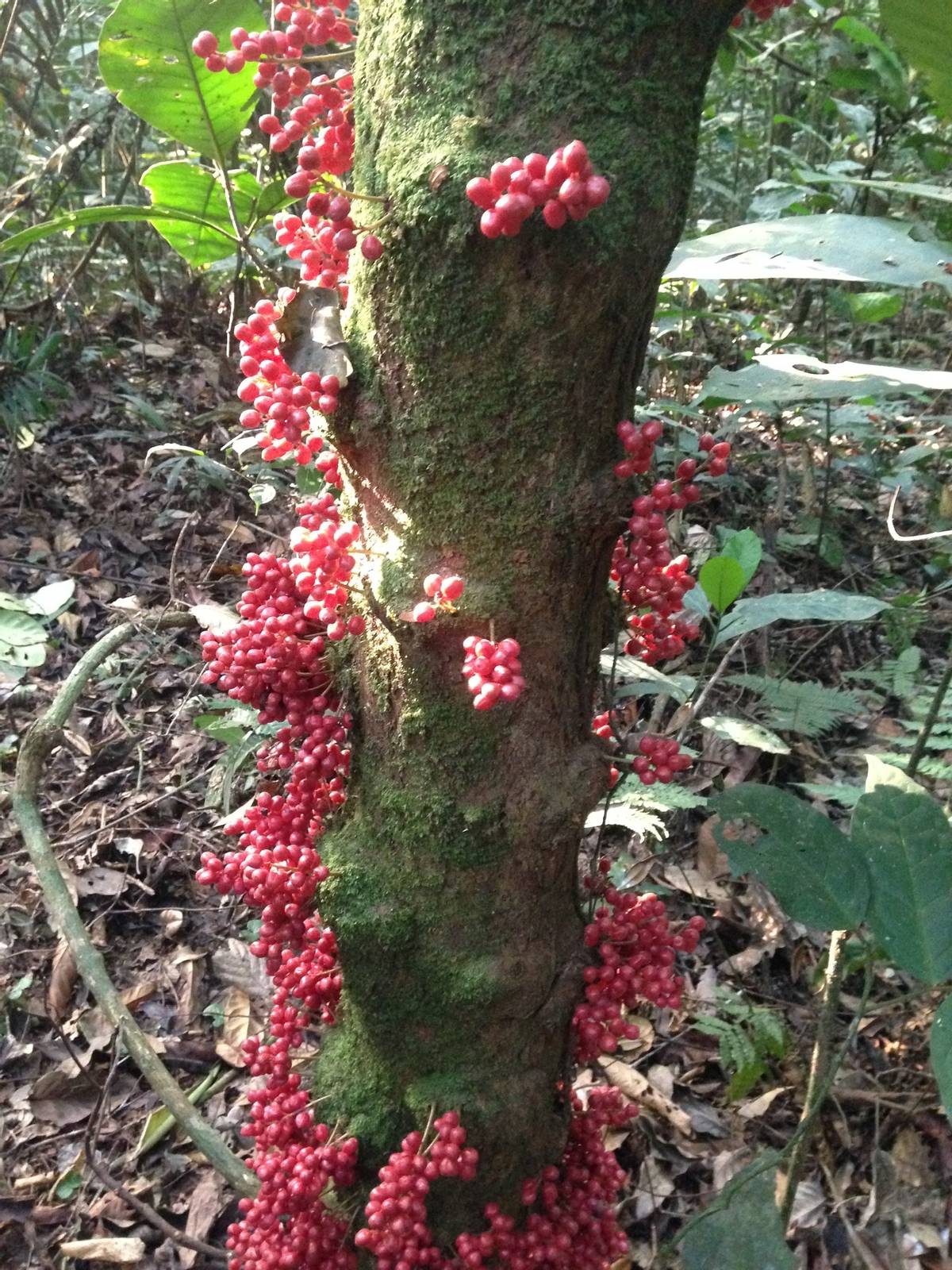 “藤黄果”、“猴果”…近20种你不知道的非洲雄鹰喀麦隆水果