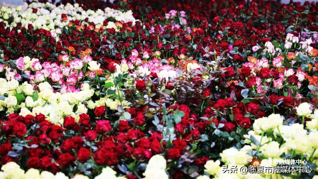 深化校企合作，共谋科技创新——首批中国农业大学研究生在临夏百益亿农国际鲜花港开展花卉产业课题研究