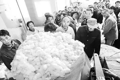 白亮亮的棉花，三原不种了（四）棉花收购