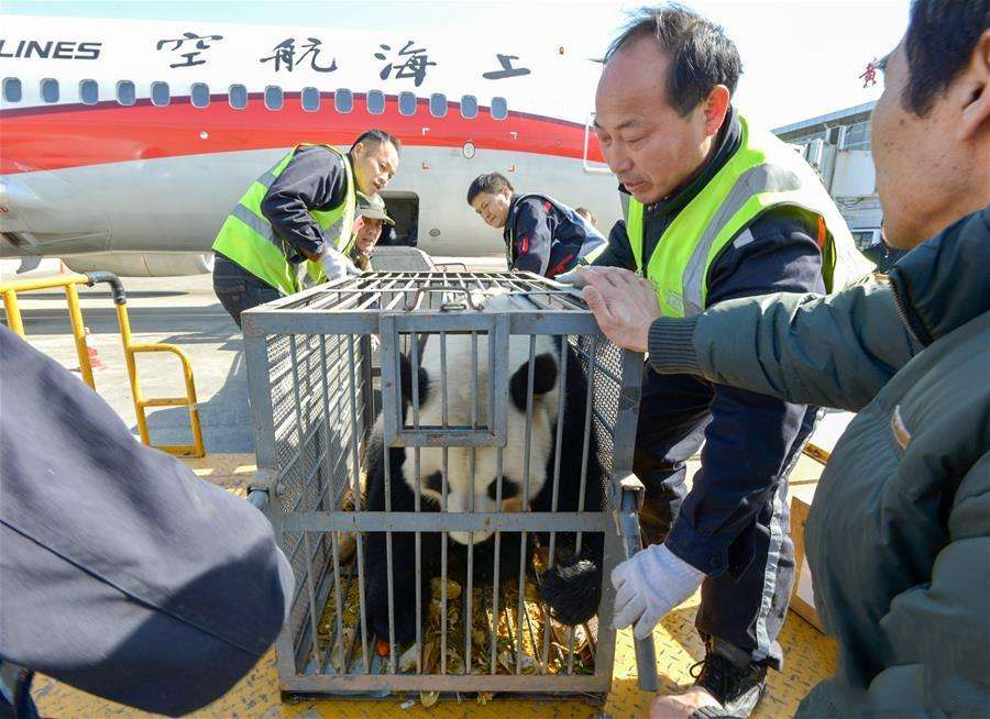大熊猫只有中国养得起吗,大熊猫一年花费多少