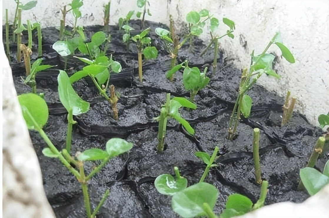 怎么养茉莉花开花多,茉莉花如何养开花不断