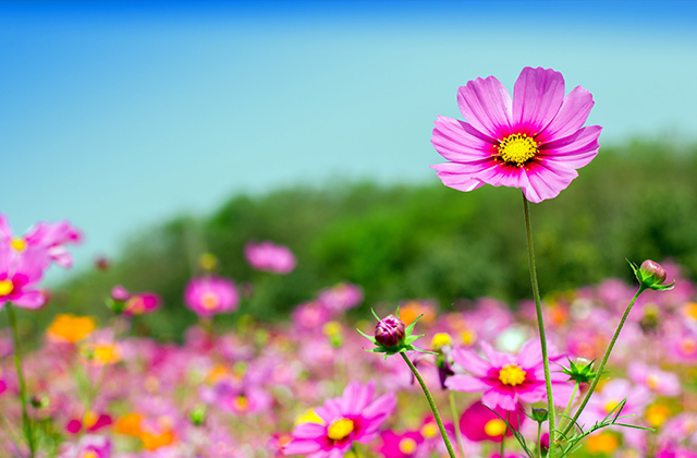 常见花卉生虫都有哪些种类,斗南花卉市场常见花卉品种