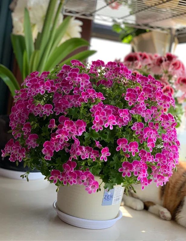 封闭阳台怎么养花技巧视频,封闭阳台养花技巧和方法