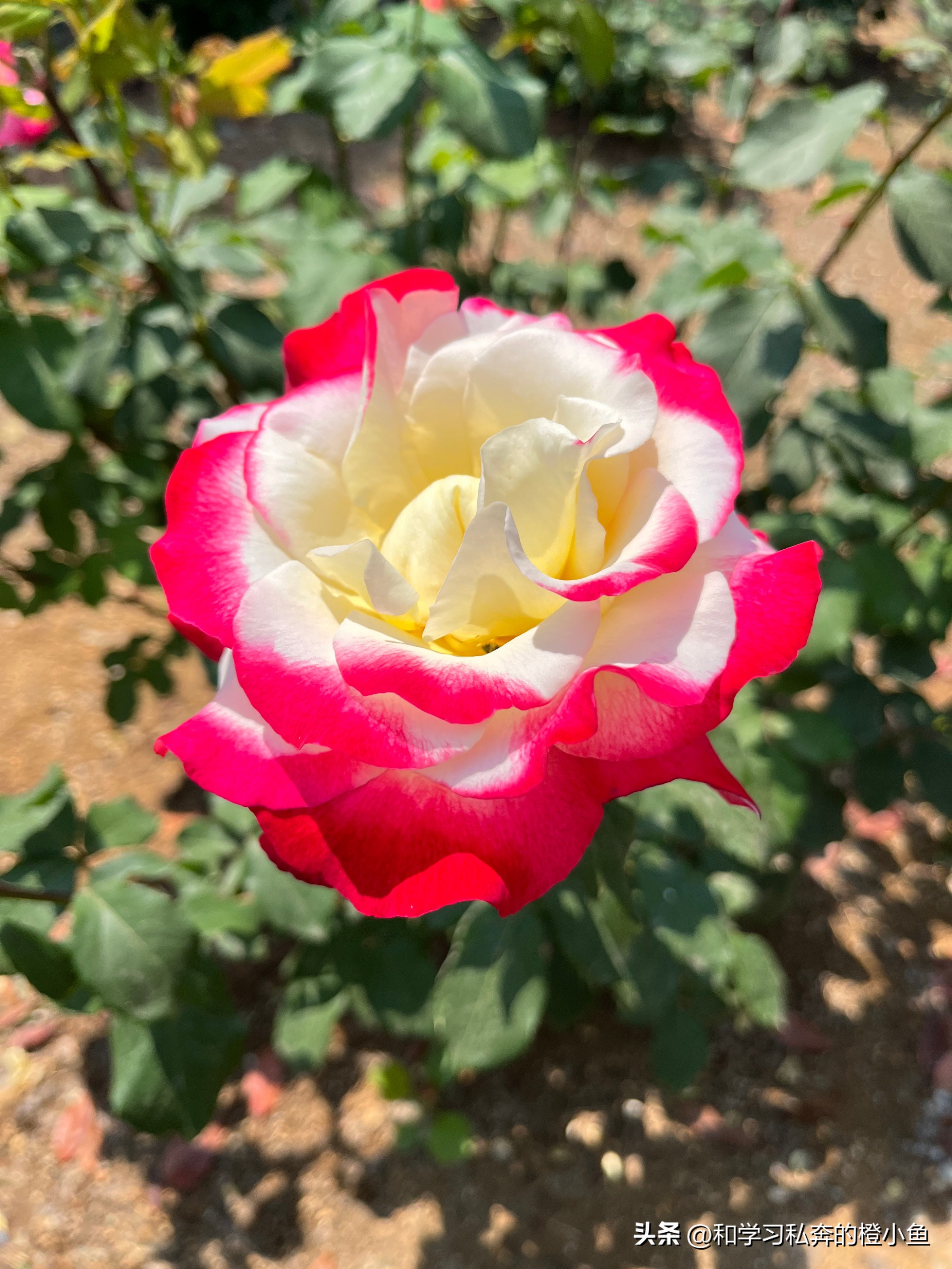 孕期记录32周小孕妇,31周的胎儿日常生活