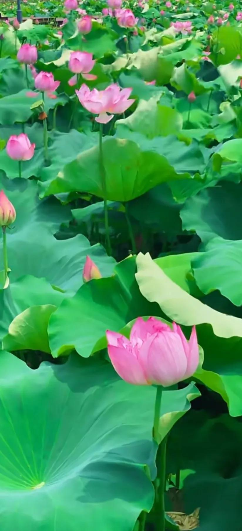 夏的季节荷花图片,三夏荷花图片