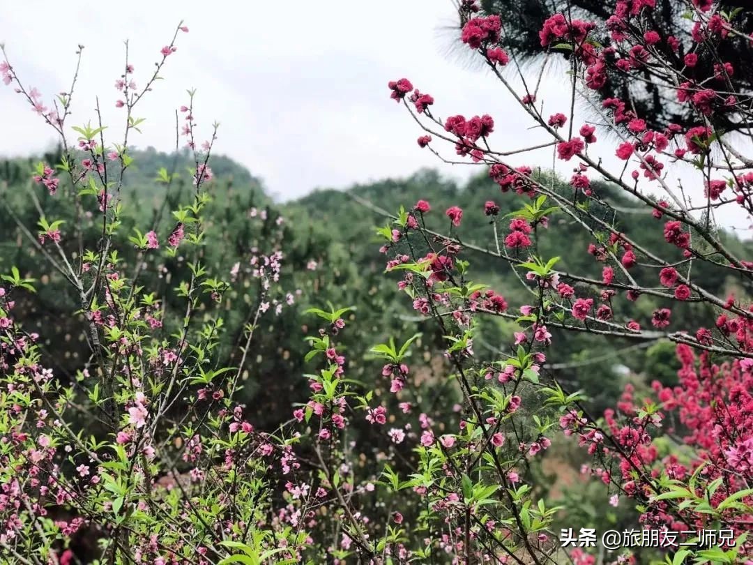 梅州4日3夜旅游路线攻略,春游去哪玩梅州樱花谷
