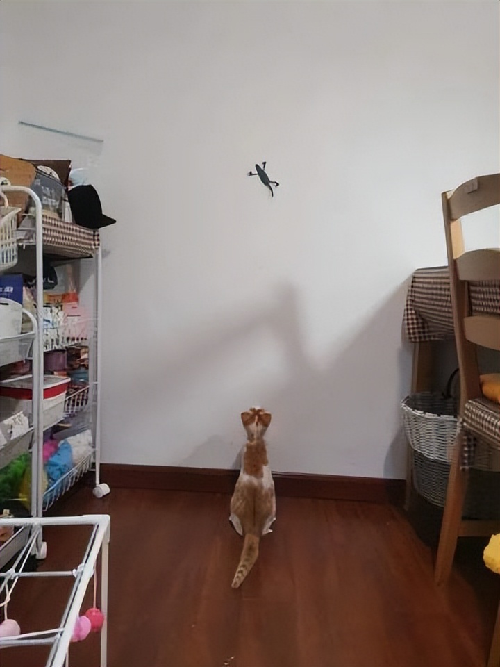 网友画“壁虎”想耍耍自家猫，可没想到…把全网的猫都给骗了
