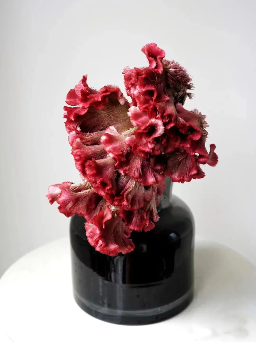 又又又被美到！10款秋日的花果叶，打包了最斑斓的秋色