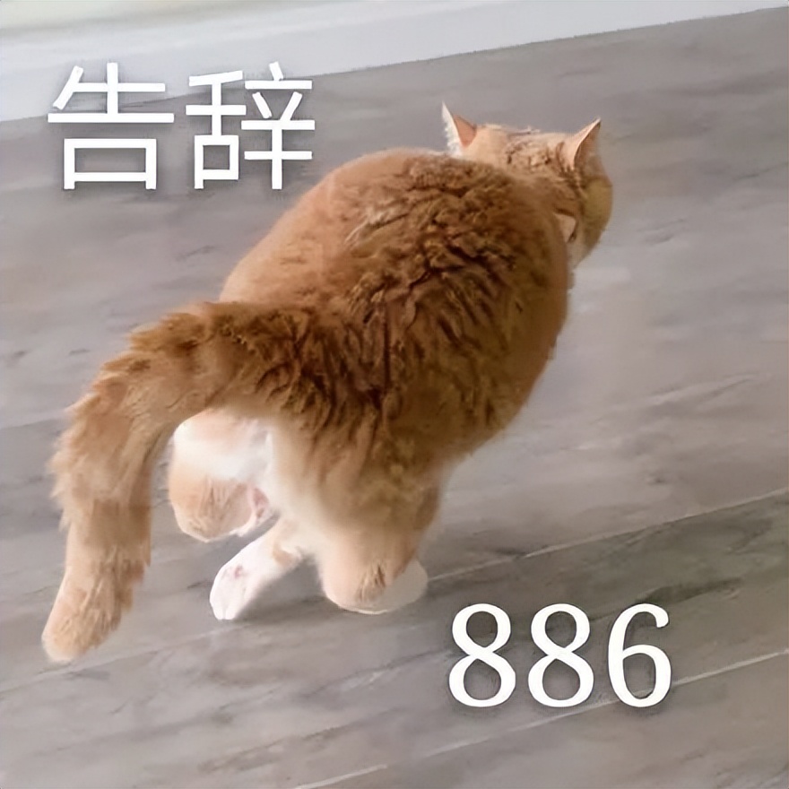 20多斤巨型橘猫,20斤的流浪橘猫